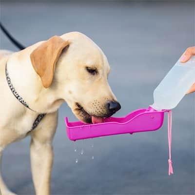 Gourde pour Chien | JappyGorgée™ - Jappy Toutou