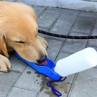 Gourde pour Chien | JappyGorgée™ - Jappy Toutou