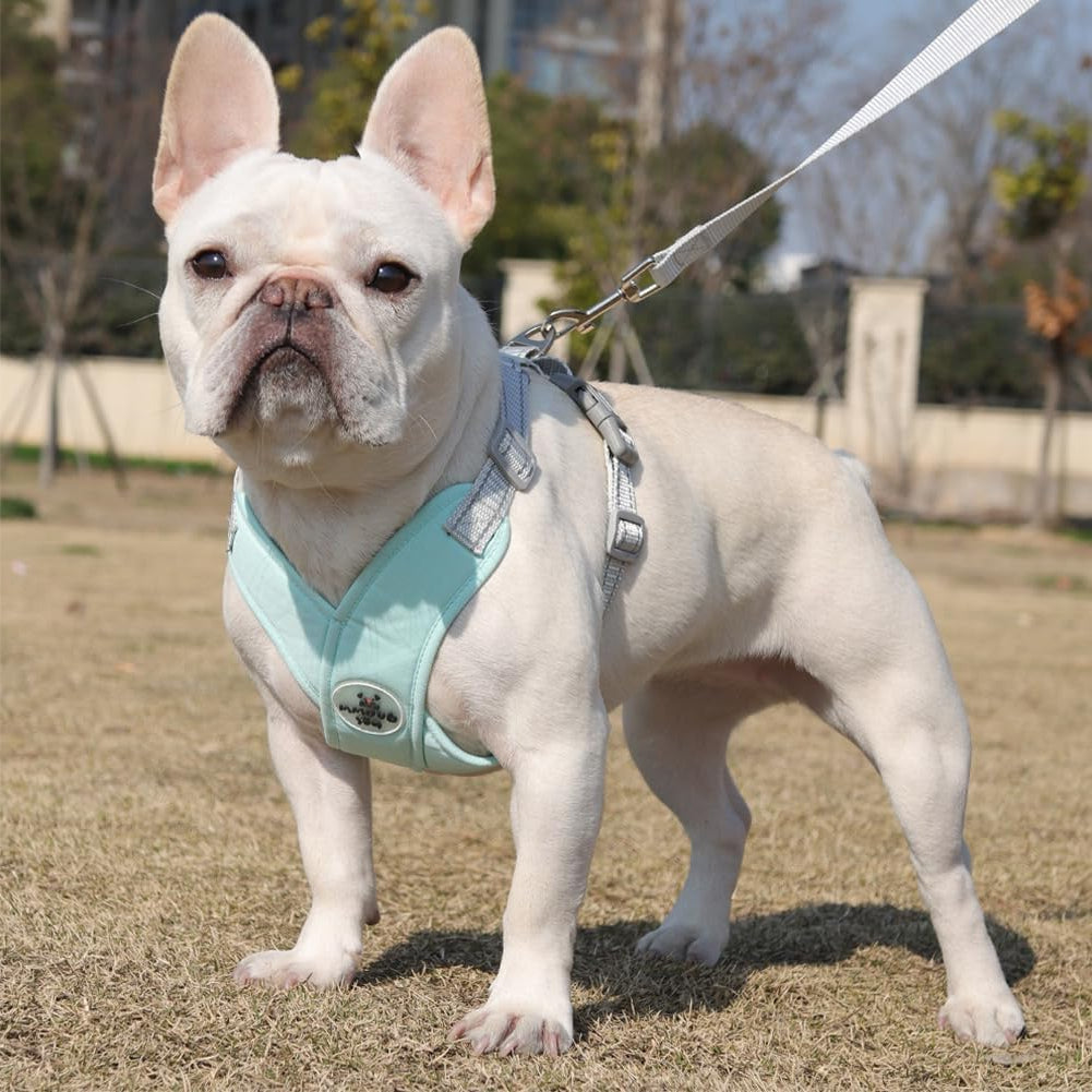 Harnais anti traction Chien : La Solution Ultime pour des Promenades Confortables et Sécurisées - Jappy Toutou