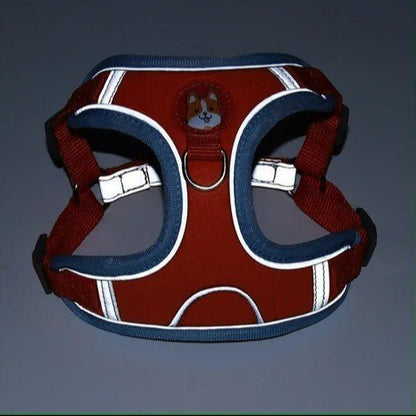Harnais anti traction pour chien : Du style pour de belles promenades - www.JappyToutou.com
