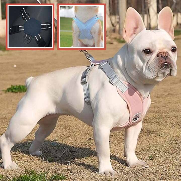 Harnais anti traction pour Chien : La Solution pour des Promenades agréables - www.JappyToutou.com