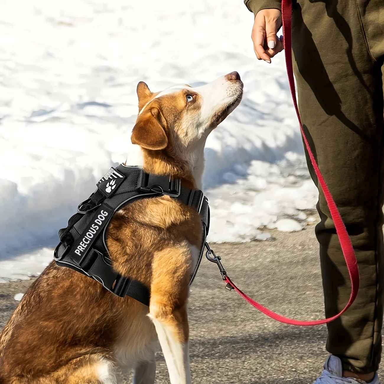 Harnais chien | Anti - Traction JappyWouf'Balade™ - Jappy Toutou