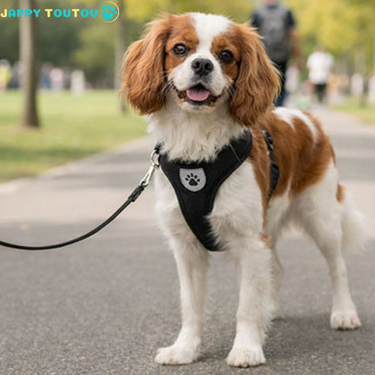 Harnais chien anti-traction| Trot'Toutou™ - Jappy Toutou