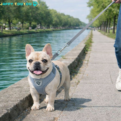Harnais chien anti-traction | Trot'Toutou™ - Jappy Toutou