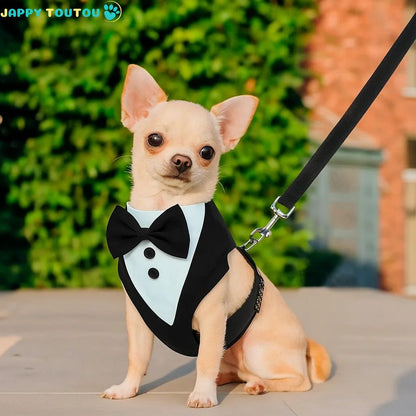 Harnais chien | ConfoFestif™ - Jappy Toutou