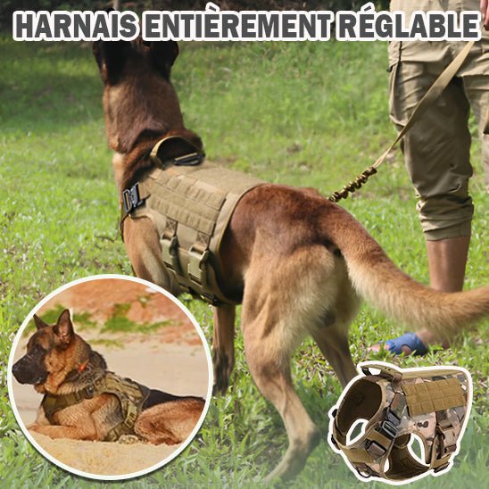 Harnais chien Conforto™ : Ajustement, Adaptabilité Parfaite - Jwww.JappyToutou.com