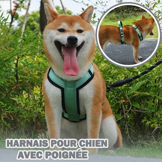 Harnais Chien : Des promenades sereines et agréables avec Votre Compagnon - www.JappyToutou.com