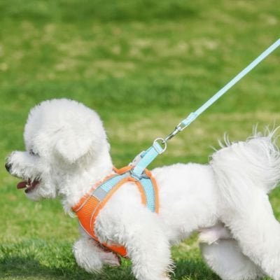 Harnais chiot | Chiot2Go!™ - Jappy Toutou