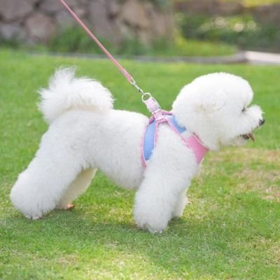 Harnais chiot | ChiotGo2!™ ajustable - Jappy Toutou
