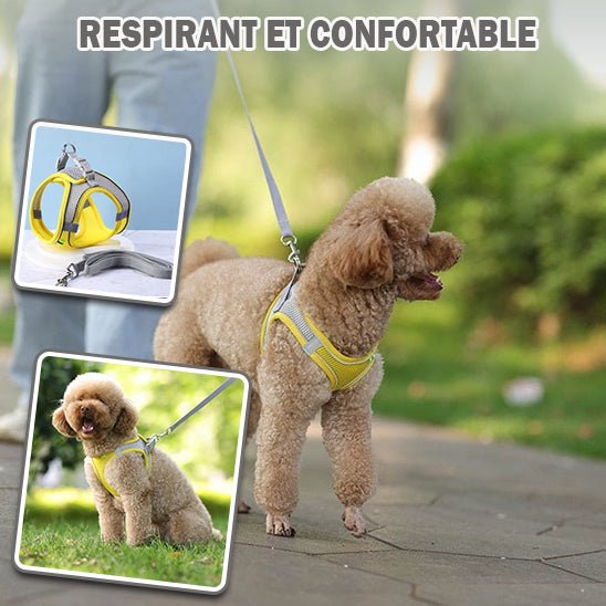 Harnais Parfait pour petit chien en tout confort et sécurité -www.JappyToutou.com