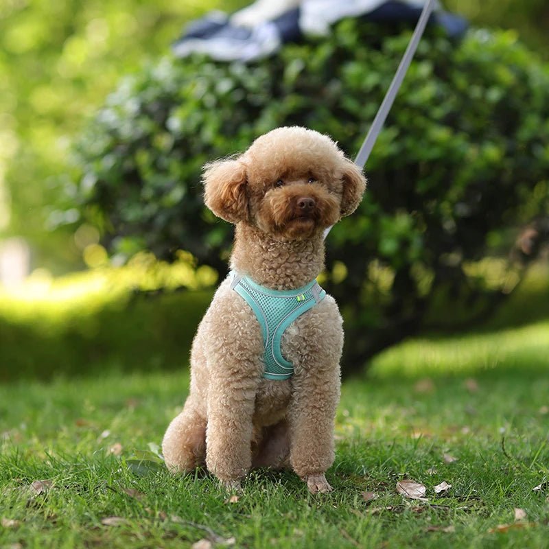 Harnais Parfait pour petit chien en tout confort et sécurité -www.JappyToutou.com