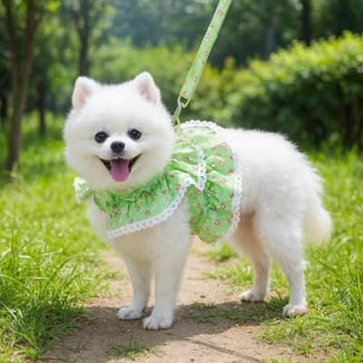 Harnais petit Chien | Joie petite Patte™ - Jappy Toutou