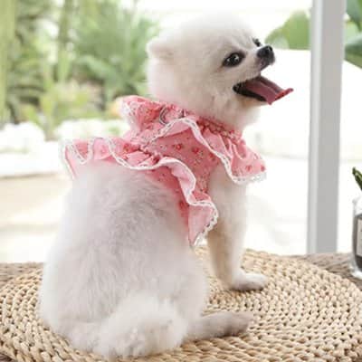 Harnais petit Chien | Joie petite Patte™ - Jappy Toutou
