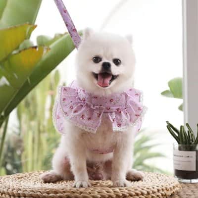 Harnais petit Chien | Joie petite Patte™ - Jappy Toutou