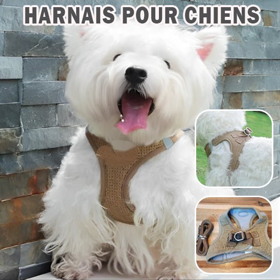 Harnais petit chien Souplesse et Confort Le meilleur pour votre animal de compagnie - Jwww.JappyToutou.com