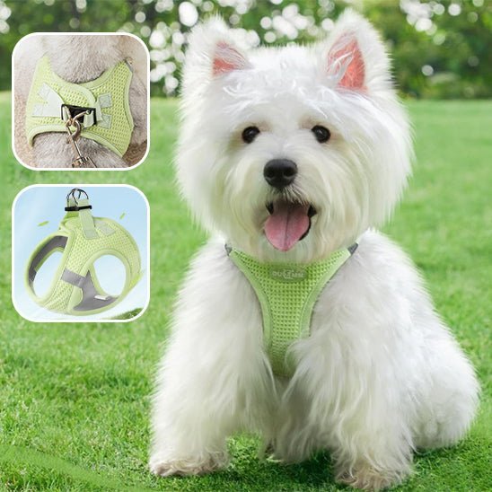 Harnais petit chien Souplesse et Confort Le meilleur pour votre animal de compagnie - www.JappyToutou.com