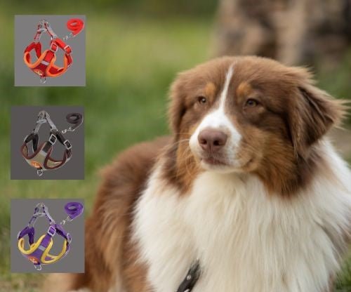 Harnais pour chien anti traction, Promenades Sereines, Solution Idéale - www.JappyToutou.com