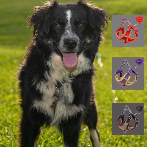 Harnais pour chien anti traction, Promenades Sereines, Solution Idéale - www.JappyToutou.com