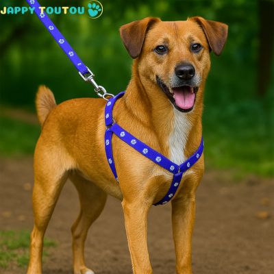 Harnais pour Chien | CaniGo™ - Jappy Toutou