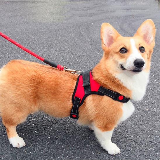Harnais pour chien - CaniParcours™ - JappyToutou