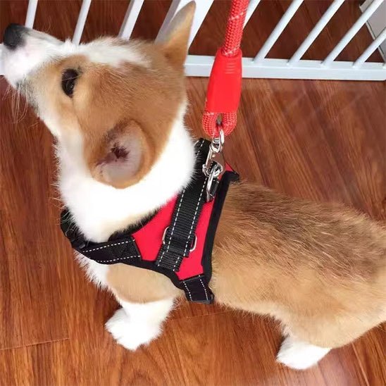 Harnais pour chien - CaniParcours™ - JappyToutou