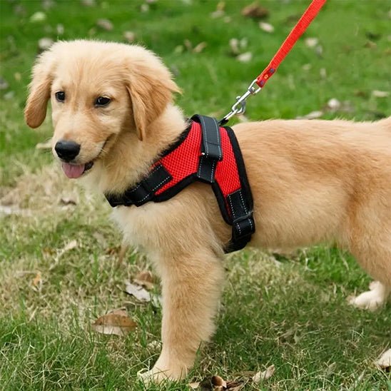 Harnais pour chien - CaniParcours™ Petit et grand - JappyToutou