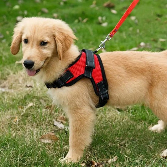 Harnais pour chien - CaniParcours™ Petit et grand - JappyToutou