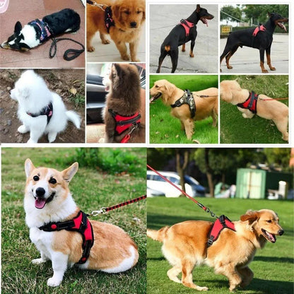 Harnais pour chien - CaniParcours™ - JappyToutou