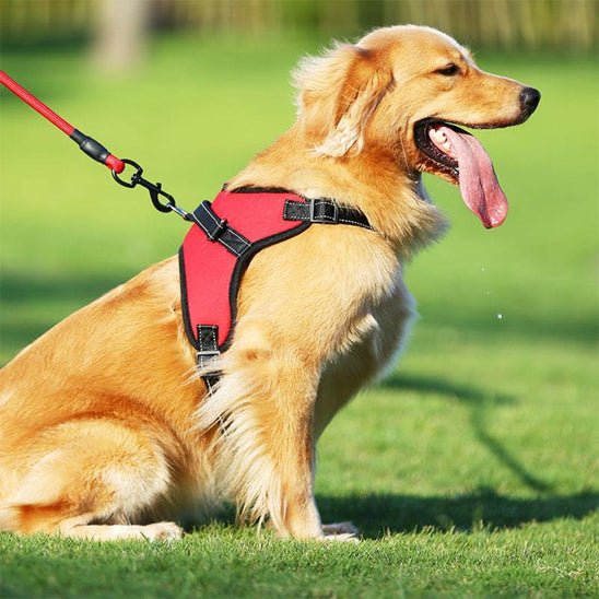Harnais pour chien - CaniParcours2™ pour chiens, actifs - Jappy Toutou