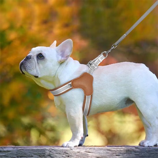 Harnais pour chien - Trot'Toutou™ : Confort, sécurité pour votre fidèle compagnon - Jappy Toutou