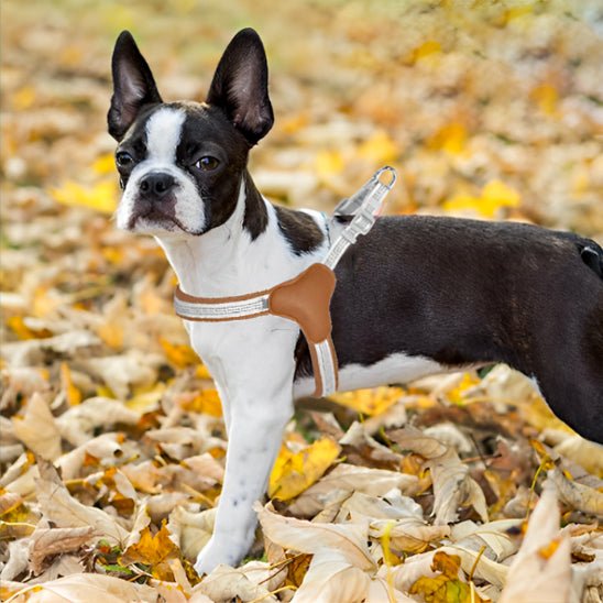 Harnais pour chien - Trot'Toutou™ : Confort, sécurité pour votre fidèle compagnon - Jappy Toutou