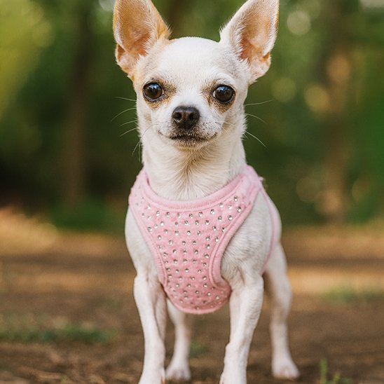 Harnais pour petit chien | PetComfort™ Rose - Jappy Toutou