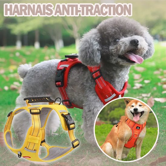 harnais anti traction pour chien Jappy Toutou