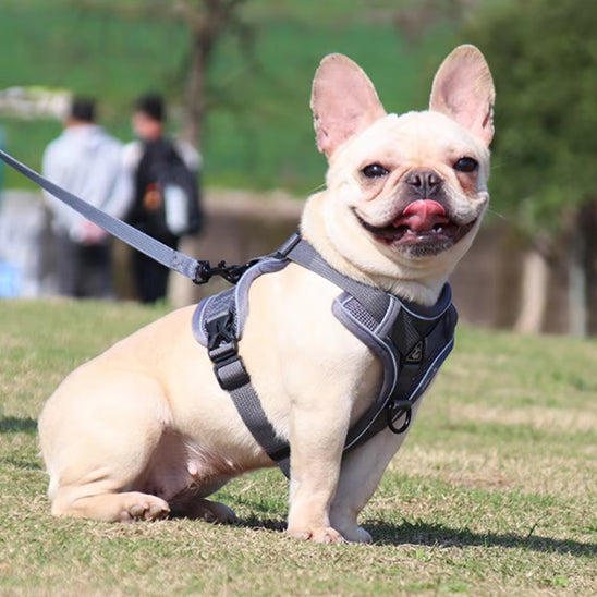 notre harnais chien, vous transformez une simple sortie en un moment de complicité et de plaisir