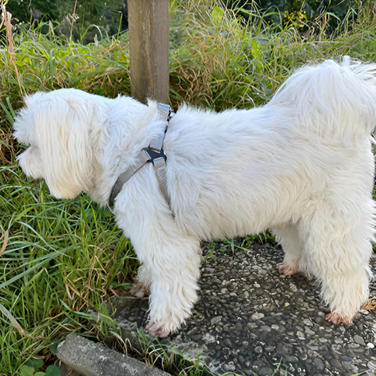 Harnais en Y : Pour Moyen et Grand Chien, En confort GRIS