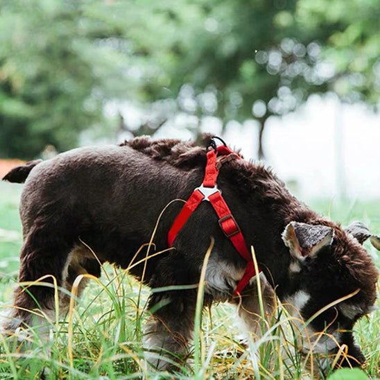 Harnais en Y : Pour Moyen et Grand Chien, ROUGE