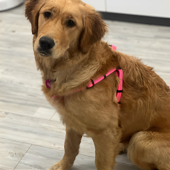 Harnais en Y : Pour Moyen et Grand Chien, ROSE