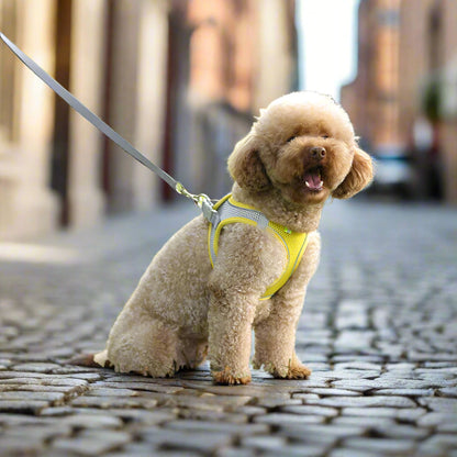 Harnais chien en tout confort Parfait pour sa sécurité