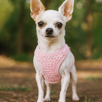 harnais petit chien-PetComfort™ qui transforme vos promenades 