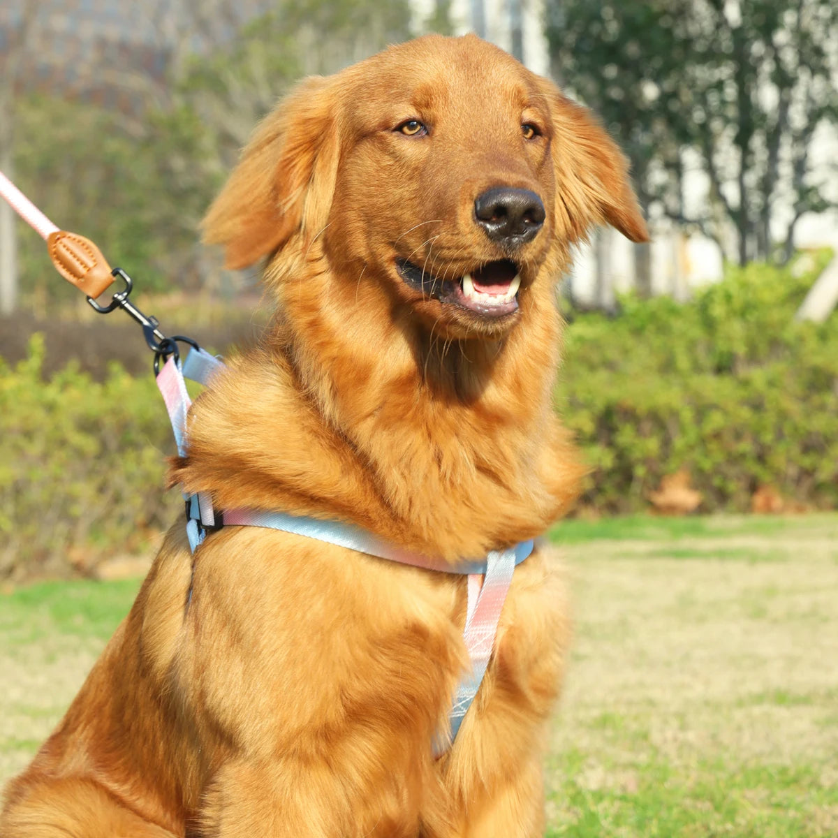 harnais pour chien - CaniConfort™ devient un rituel positif qui renforce votre lien.