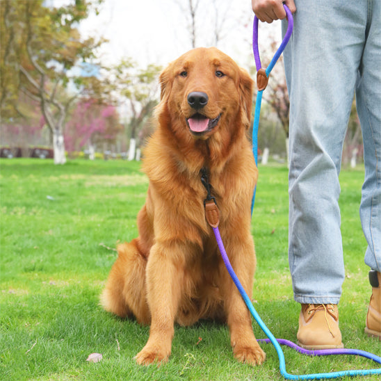 harnais pour chien - CaniConfort™ devient un rituel positif qui renforce votre lien.