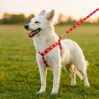 Harnais pour Chien | CaniGo™ - Confort et Style