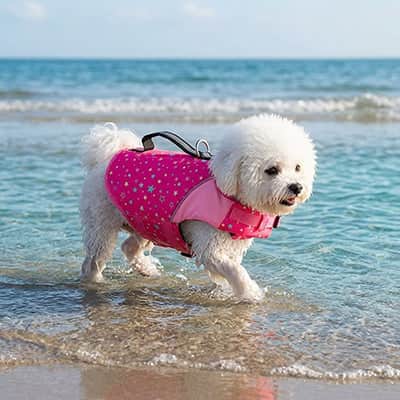 Gilet de sauvetage Chien • ToutouNage™ - Jappy Toutou