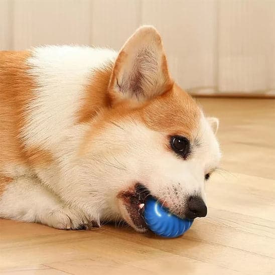 Jouet chien | BalleToc™ balle interactive - Jappy Toutou