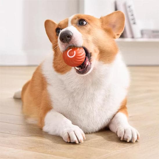 Jouet chien | BalleToc™ balle interactive - Jappy Toutou