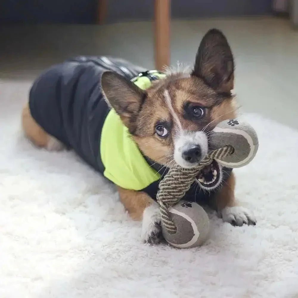 Jouet chien - Croc'balle™ : l'ami idéal pour des heures de jeu - Jappy Toutou