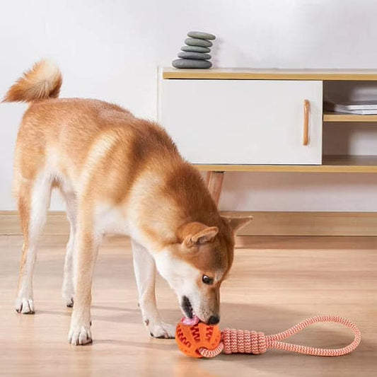 Jouet chien - Pop'Croc™ : le jeu ludique transforme ses journées - Jappy Toutou