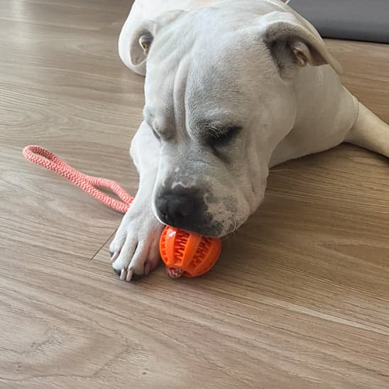 Jouet chien - Pop'Croc™ : le jeu ludique transforme ses journées - Jappy Toutou