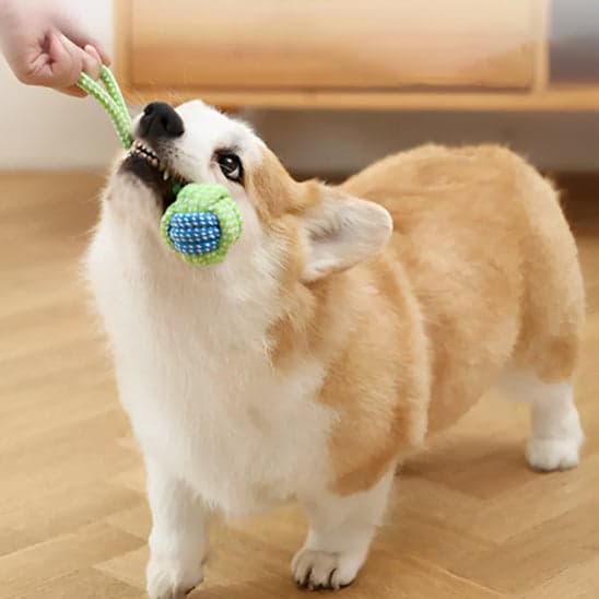 Jouet chien | Tire-Truffe™ jeu idéal - Jappy Toutou