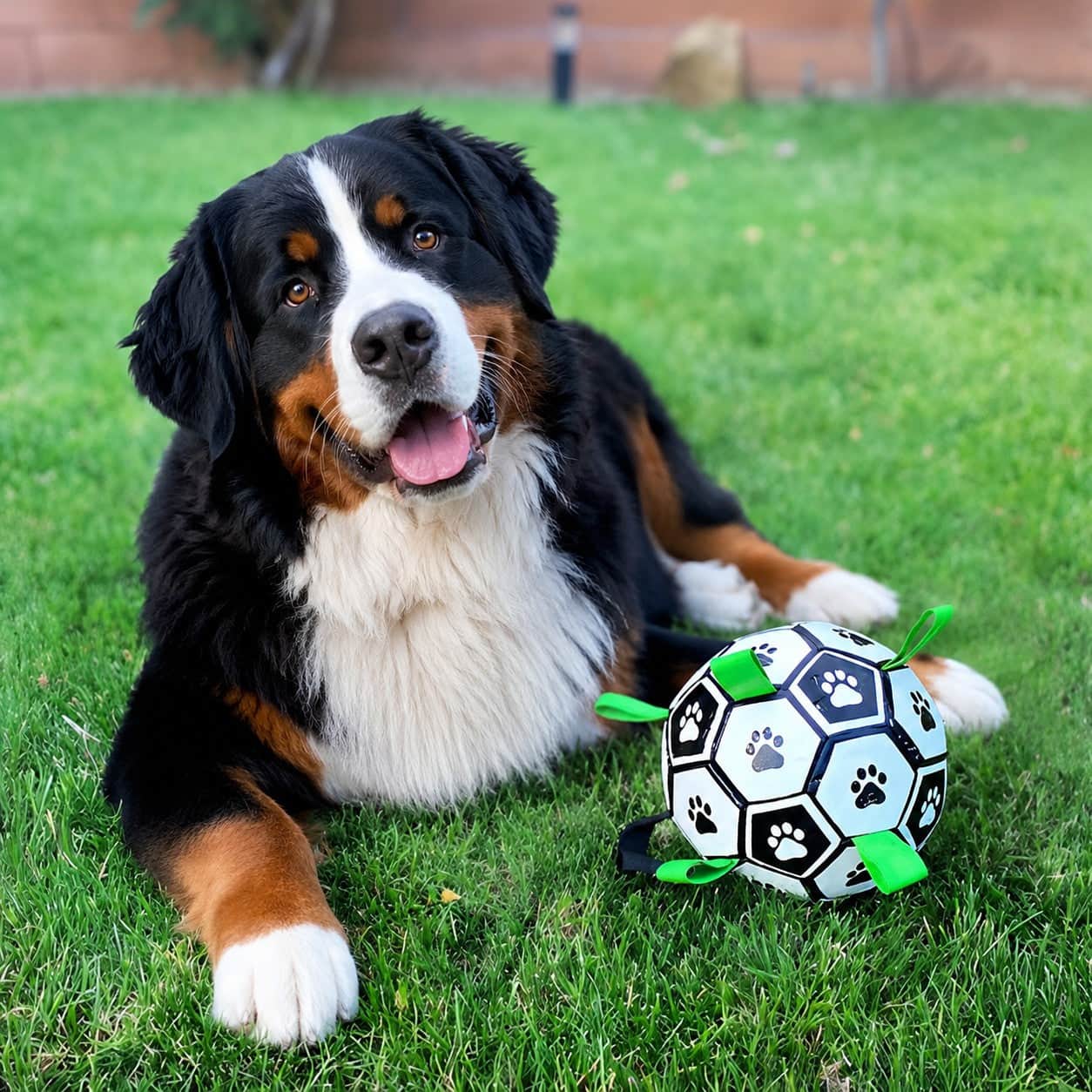 Jouet chien | TruffeBall™ Ballon interactif idéal - Jappy Toutou